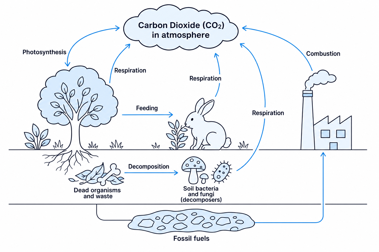 The Carbon Cycle