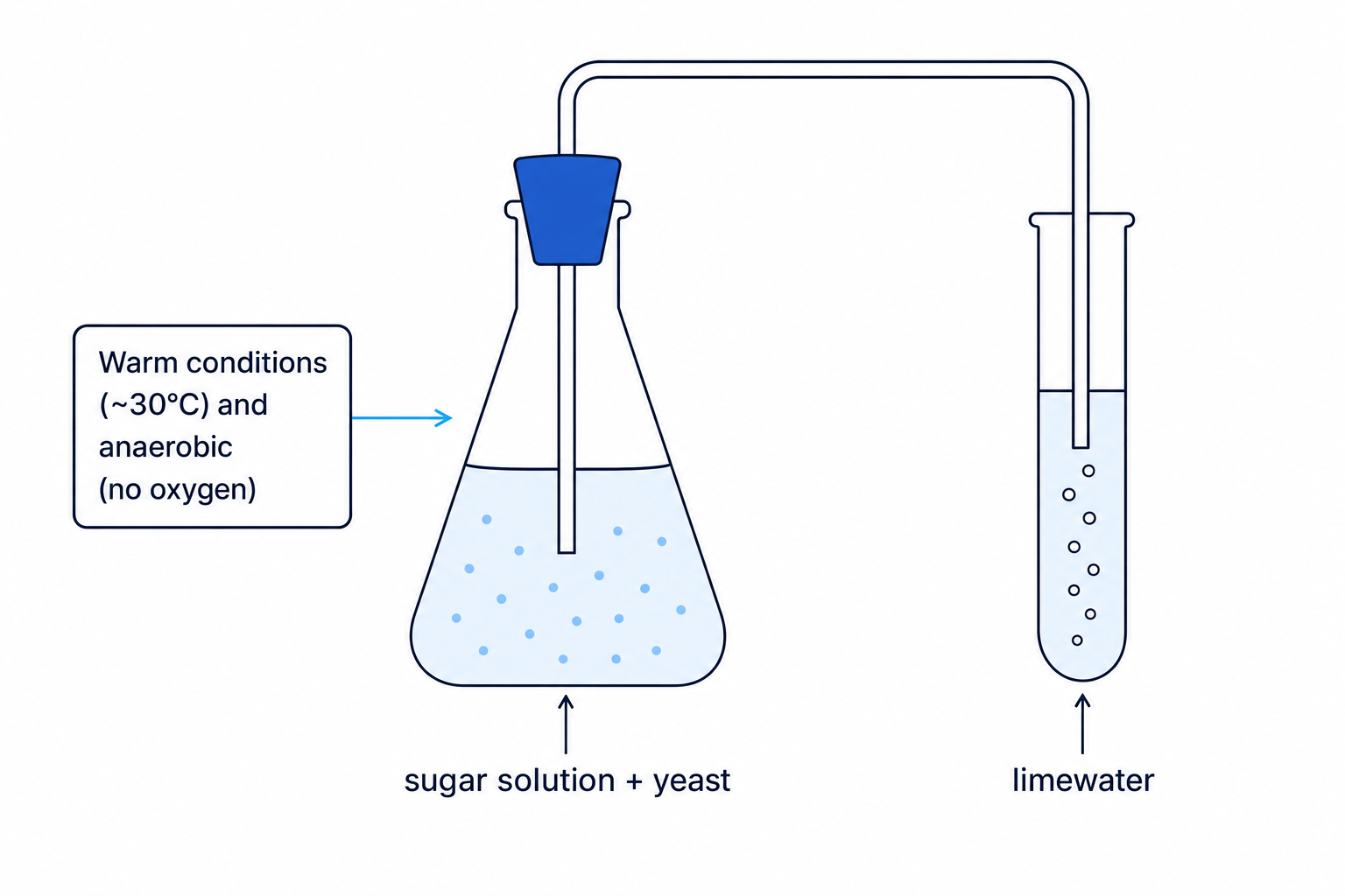 Fermentation setup