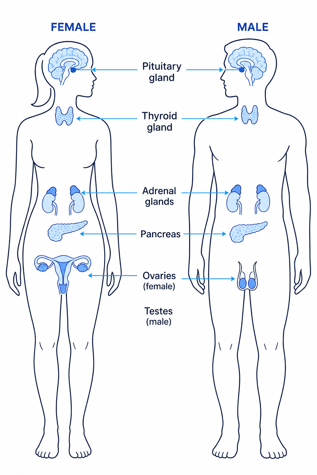 Main Endocrine Glands