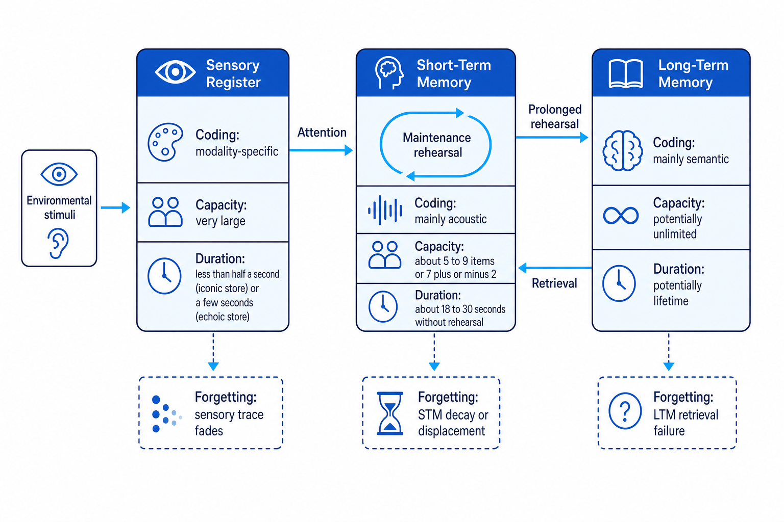 Diagram of the multi-store model of memory showing sensory register, short-term memory, long-term memory, attention, rehearsal and retrieval