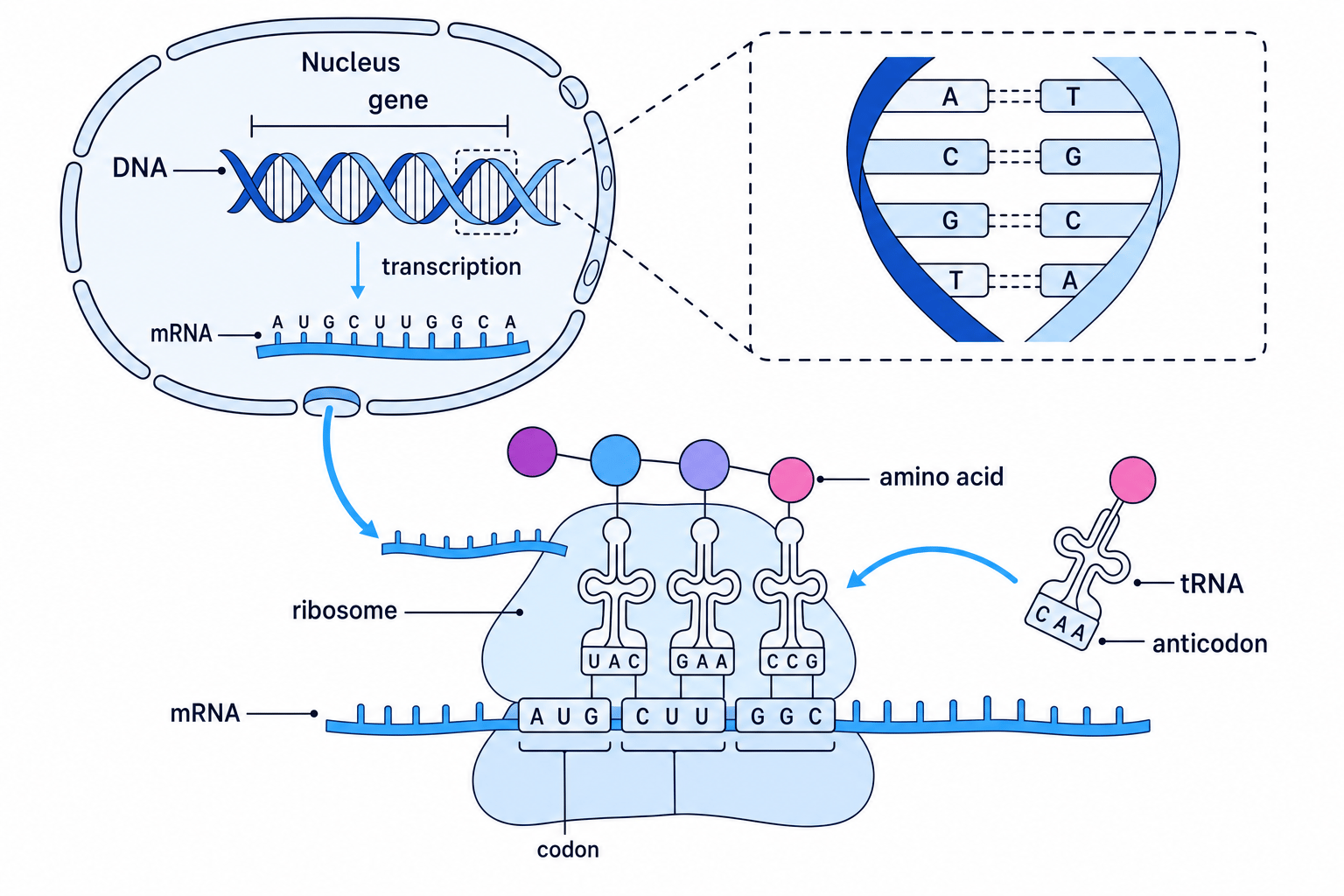 Schematic of DNA structure, RNA, transcription and translation