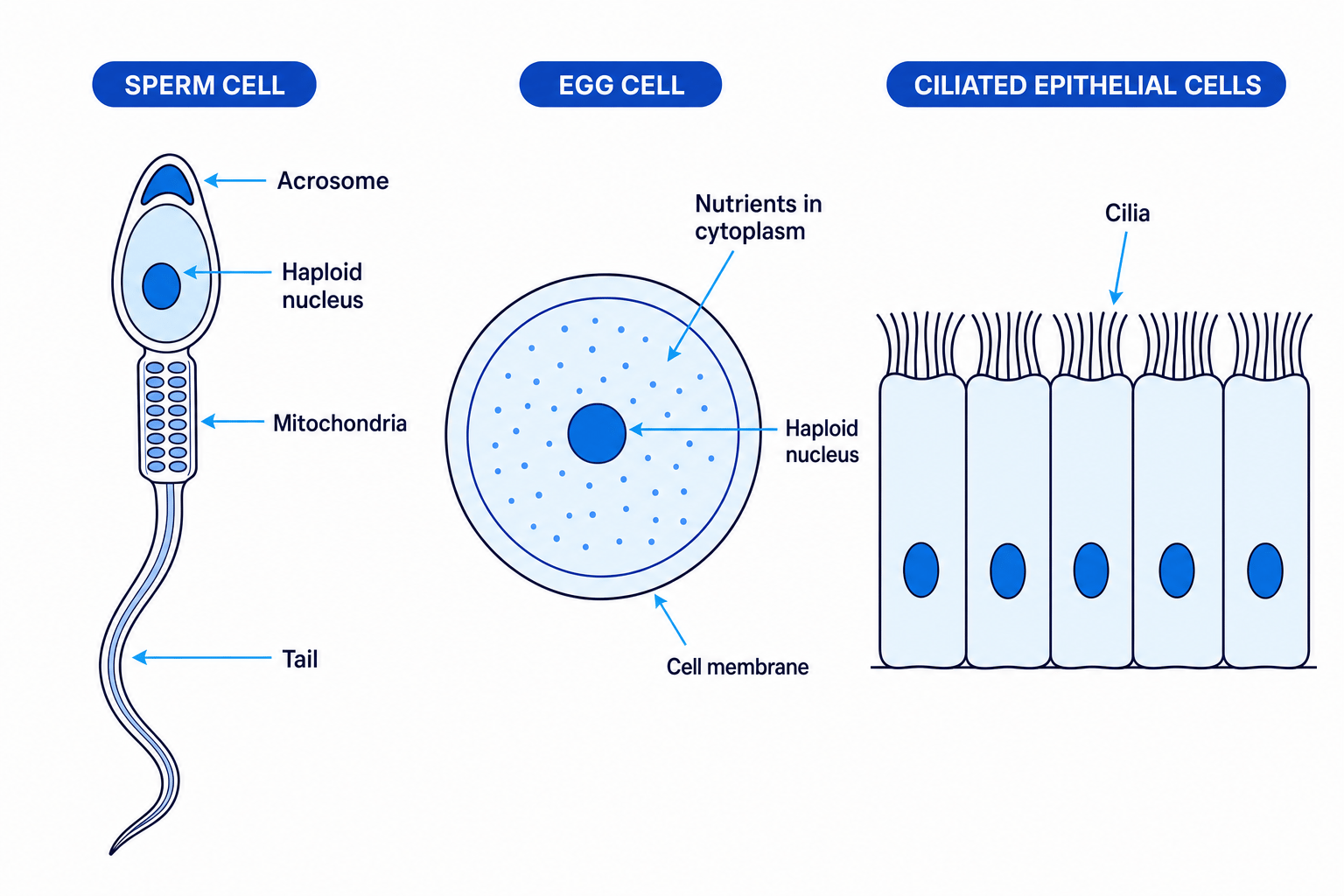 Adaptations of three specialised cells