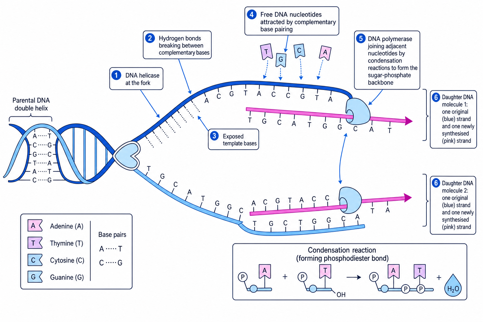 Semi-conservative DNA replication fork showing helicase, exposed template strands, complementary base pairing and DNA polymerase