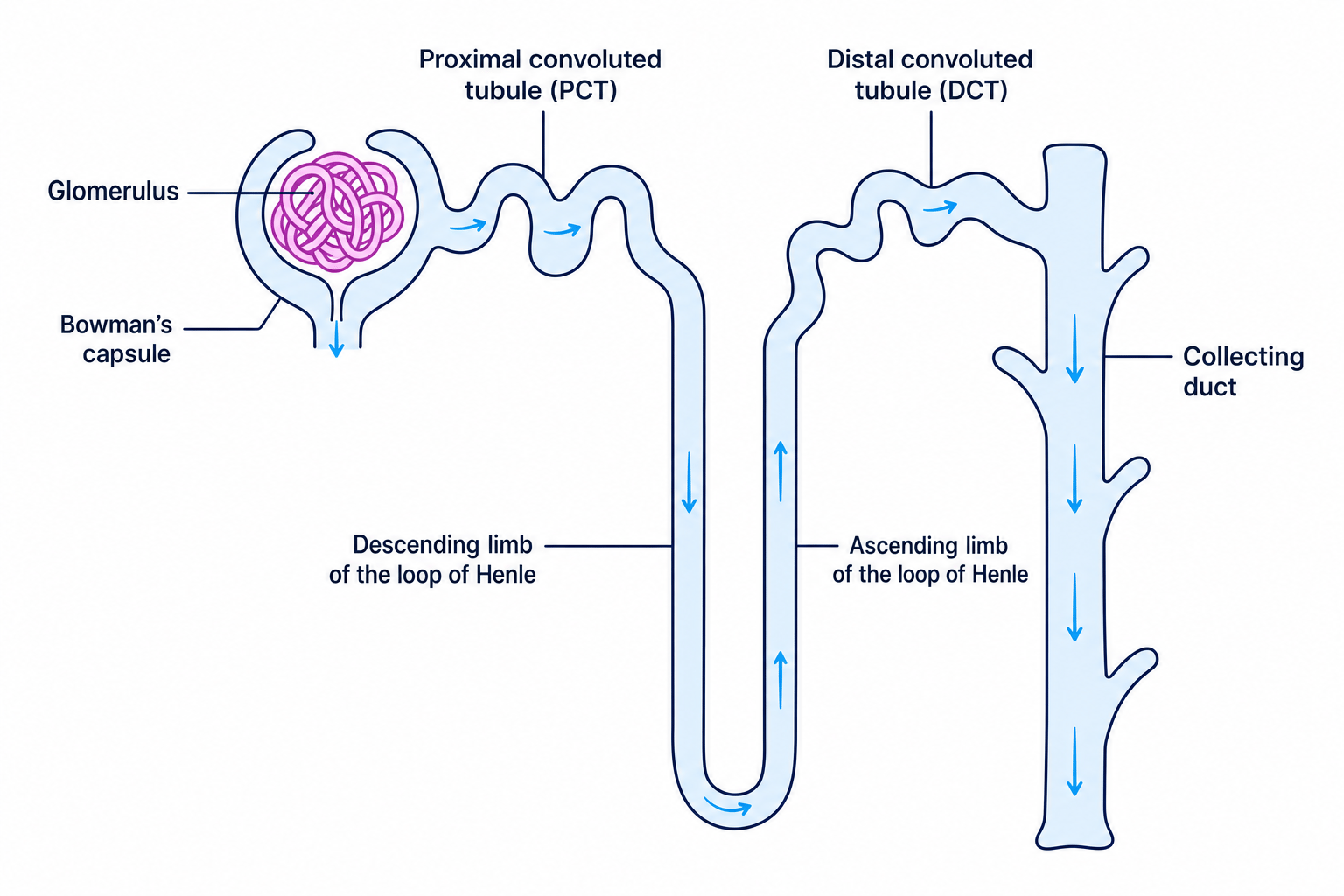 A schematic diagram of a kidney nephron