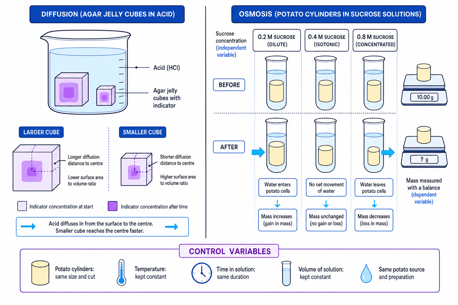 Practical summary showing agar jelly diffusion and potato cylinder osmosis