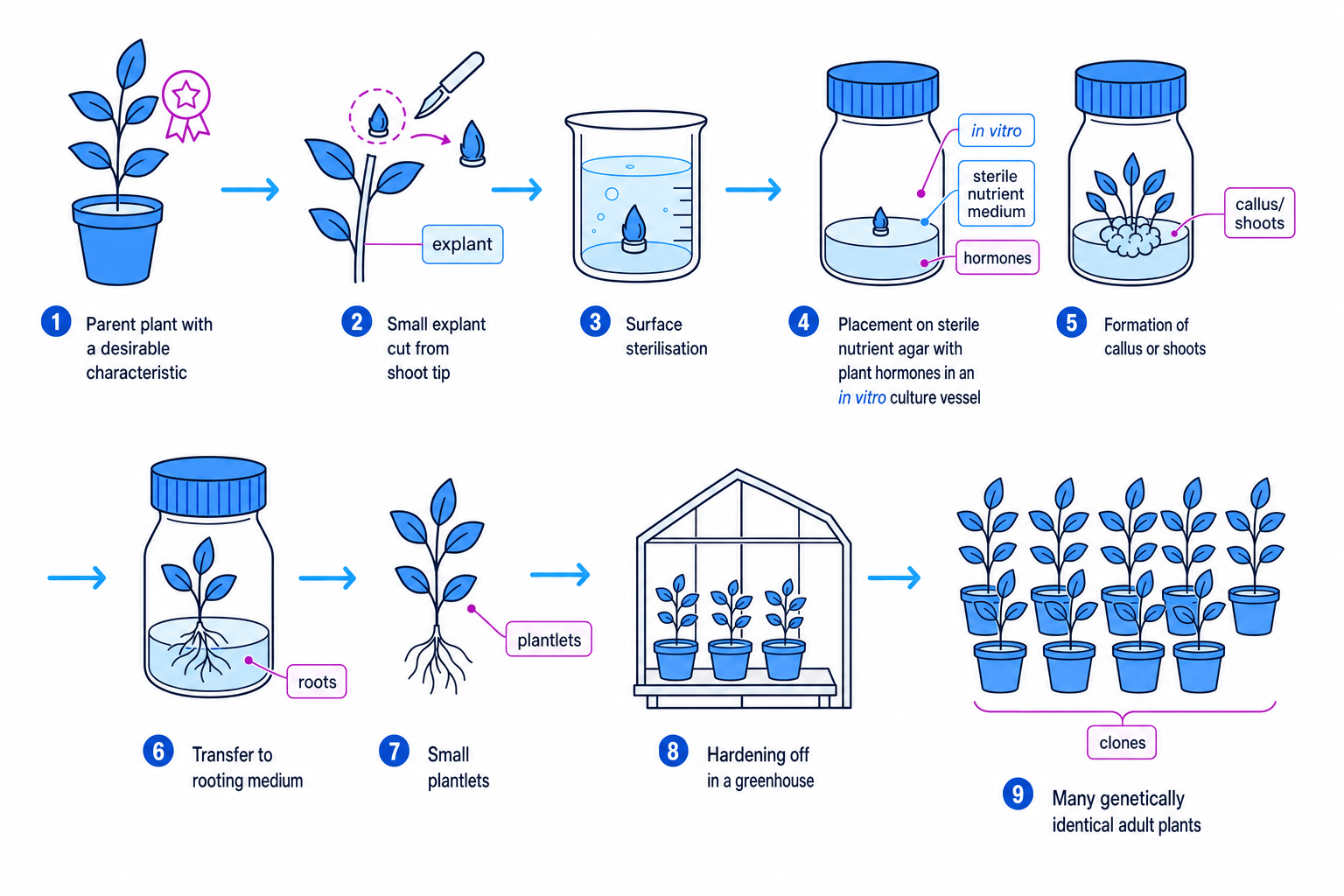 Flow diagram of micropropagation by tissue culture, from explant to many cloned plants