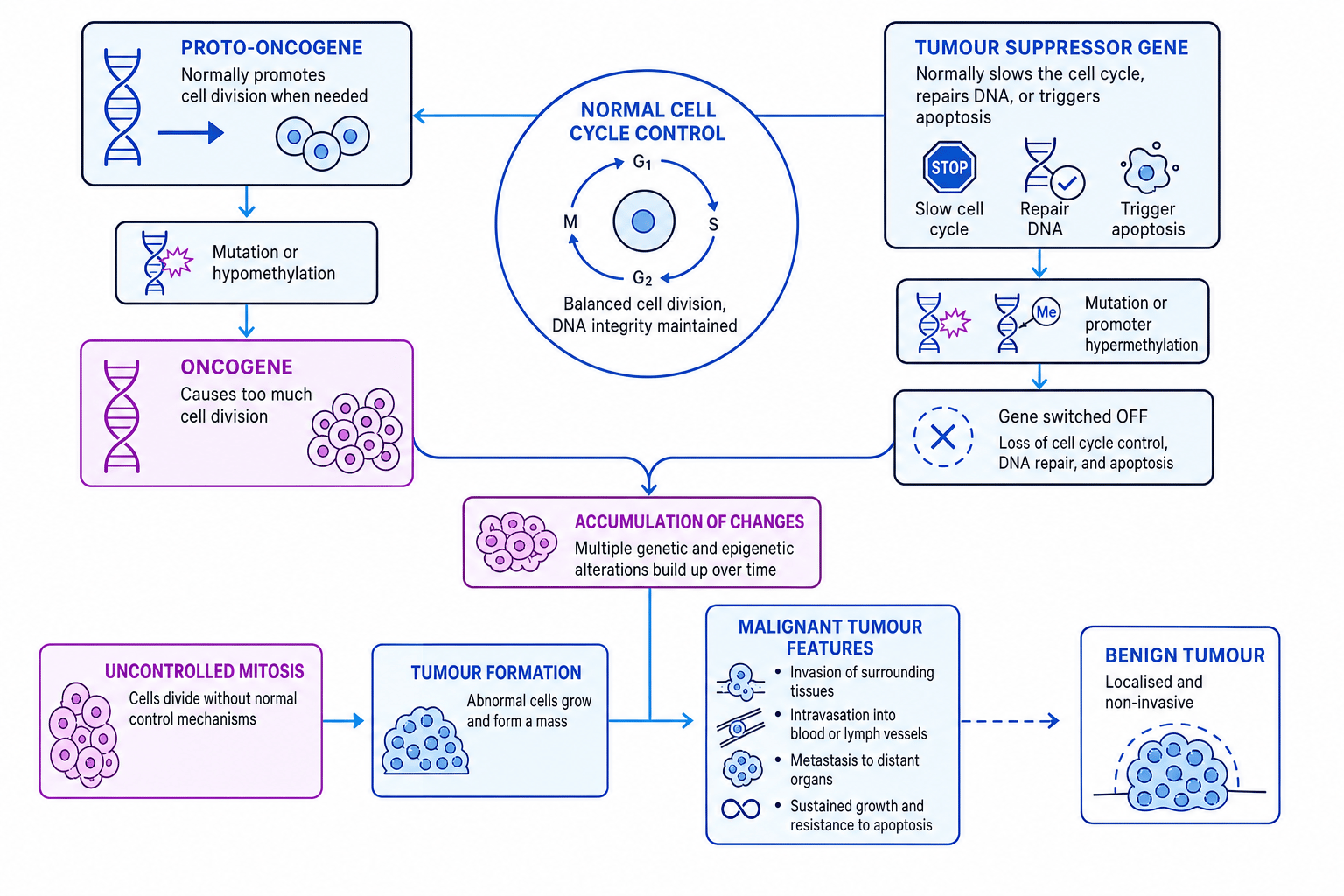 Concept map linking proto-oncogenes, tumour suppressor genes, methylation and tumour formation