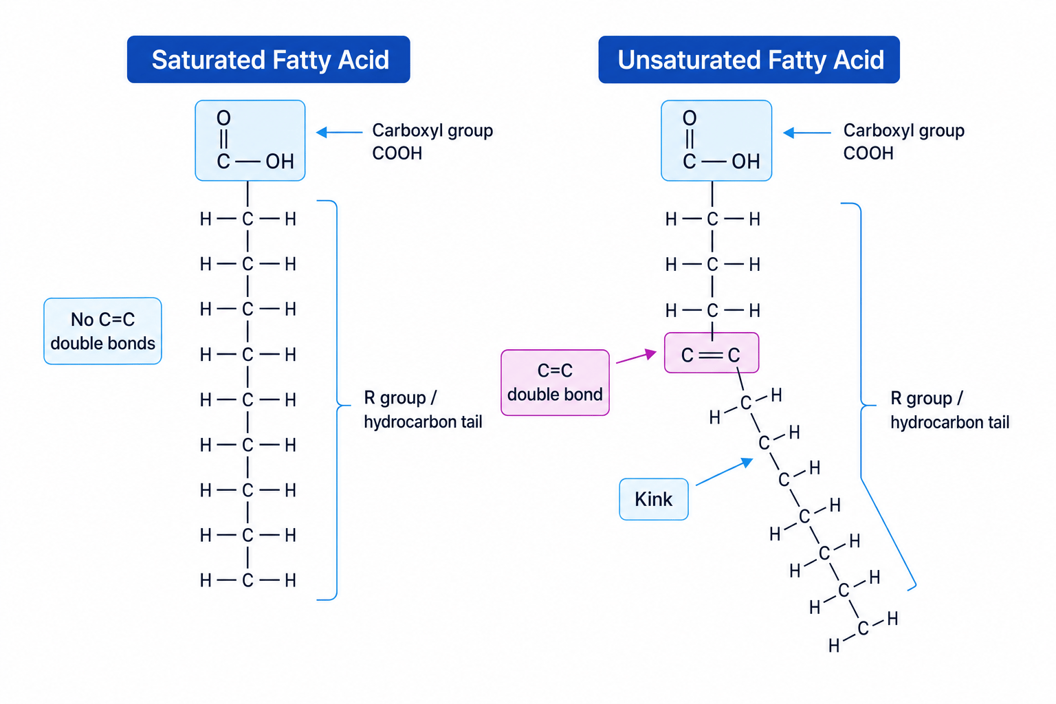 Diagram comparing a saturated fatty acid with no C=C bonds and an unsaturated fatty acid with a C=C bond causing a kink
