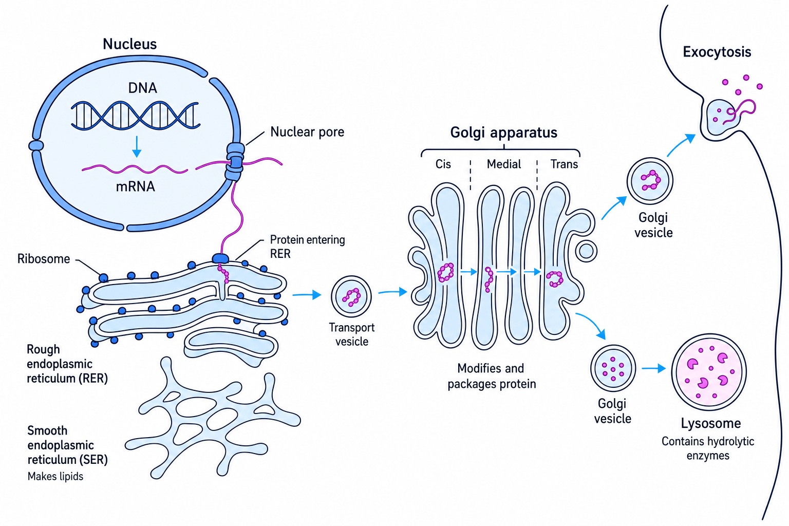 Schematic of the nucleus, RER, SER, Golgi apparatus, vesicles, lysosome and exocytosis