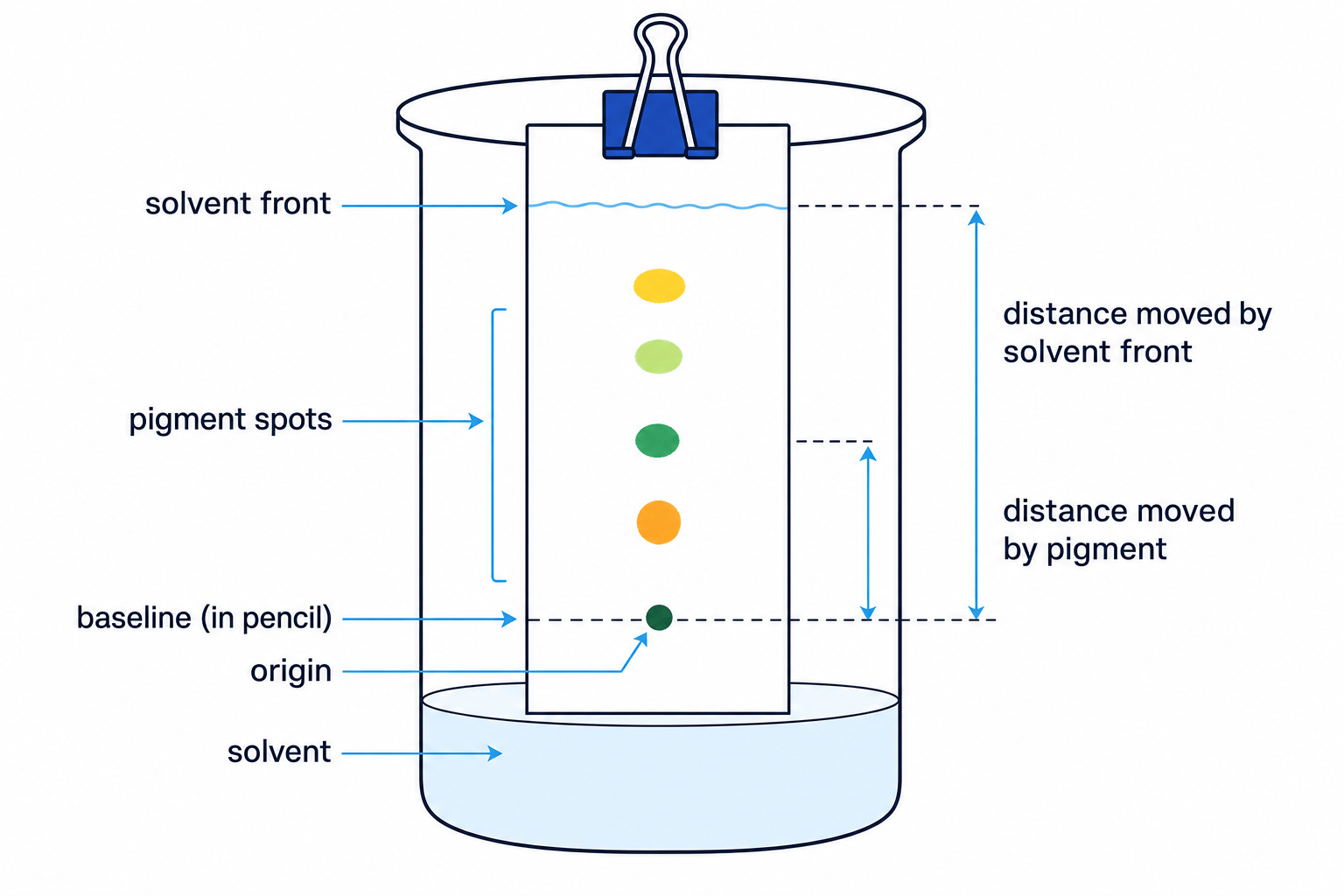 Leaf pigment chromatography setup and Rf distances