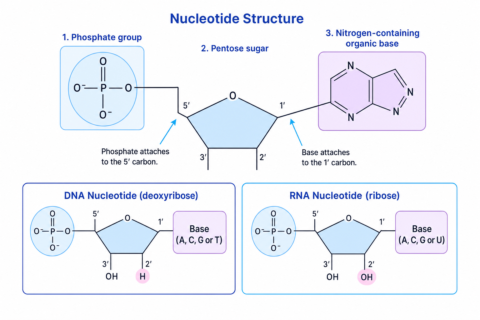 Labelled nucleotide structure showing phosphate group, pentose sugar, nitrogen-containing base, and DNA versus RNA nucleotide differences