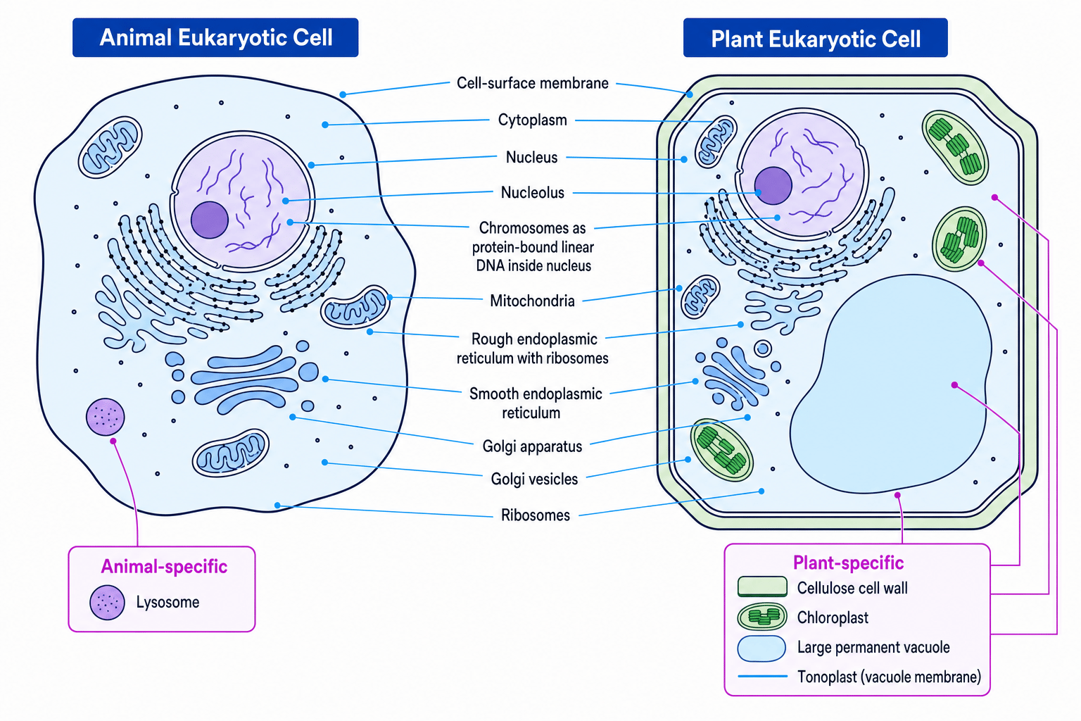 Annotated animal and plant eukaryotic cells showing the main organelles