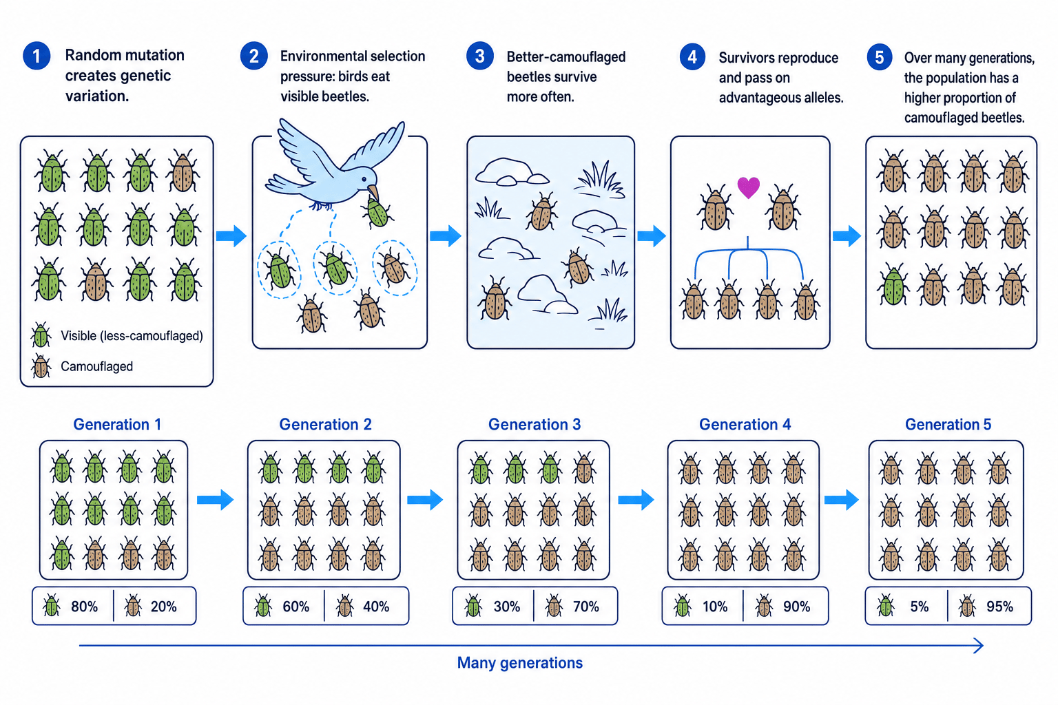 Flow diagram of natural selection in beetles showing mutation, selection pressure, survival, reproduction and population change over generations