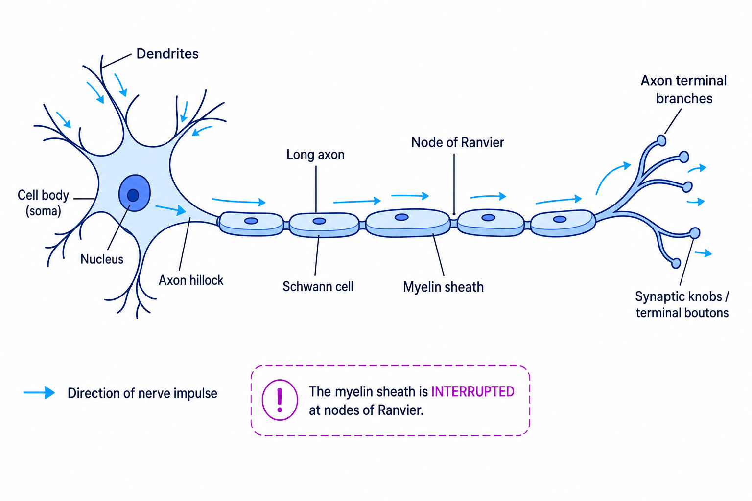 Labelled structure of a myelinated motor neurone