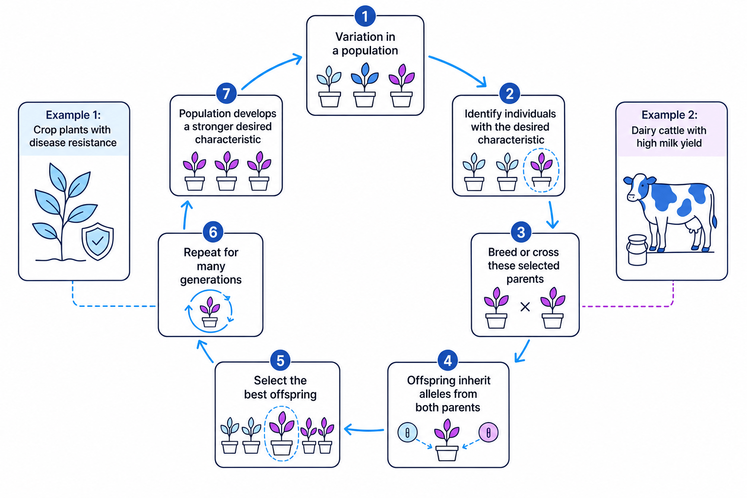 Flow diagram showing variation, choosing parents with desired characteristics, breeding them, selecting offspring, and repeating for many generations