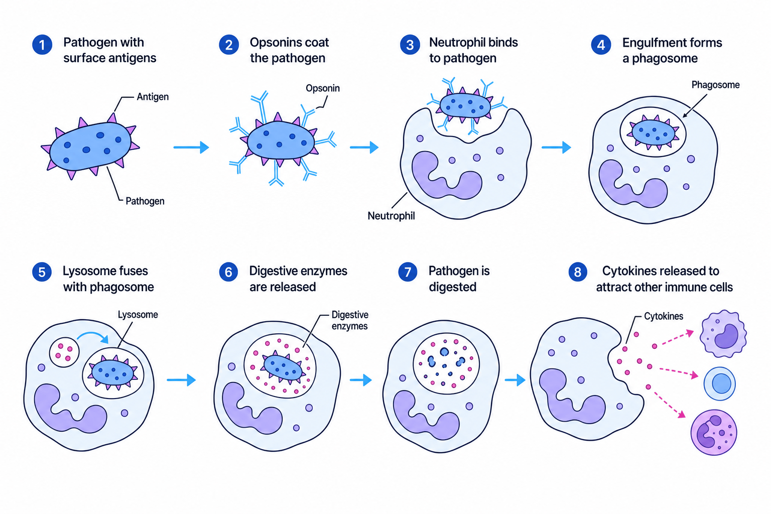 Annotated sequence of phagocytosis by a neutrophil