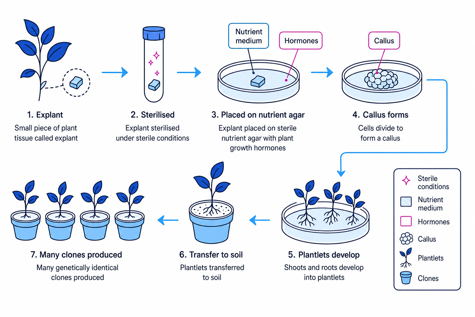 Flow diagram of plant tissue culture producing many clones