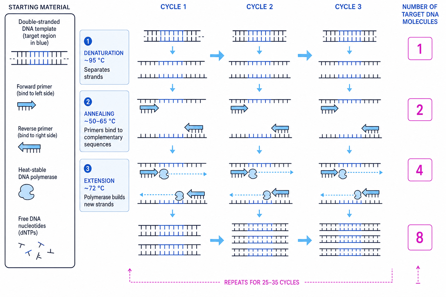PCR cycle showing denaturation, annealing and extension
