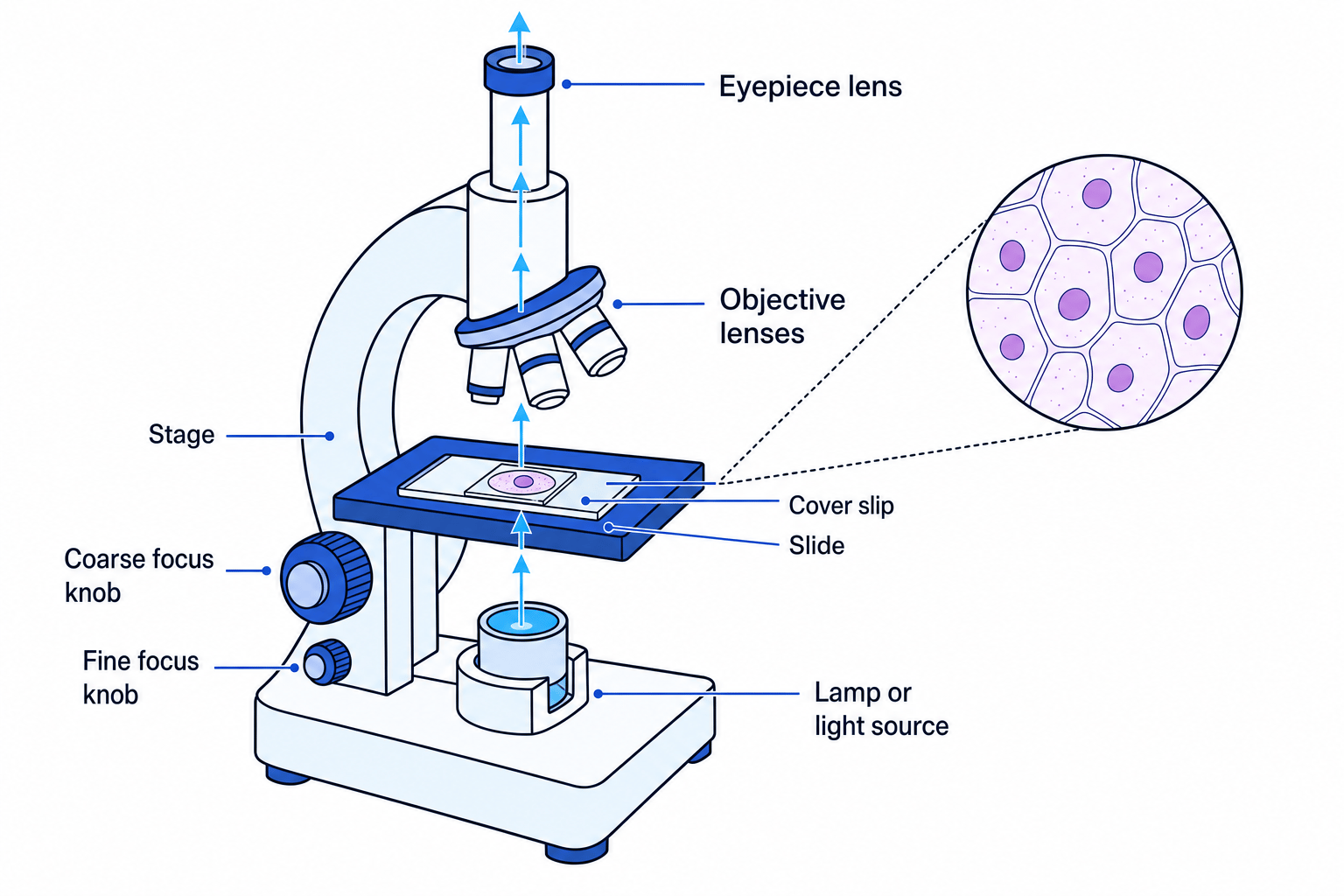 Labelled light microscope showing eyepiece lens, objective lenses, stage, slide, cover slip, lamp, coarse focus knob and fine focus knob