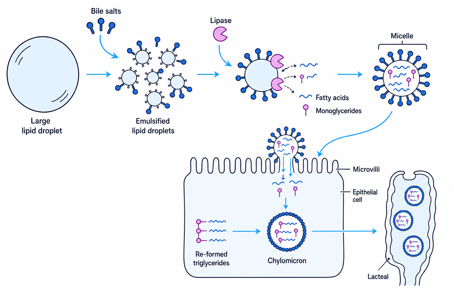 Schematic of lipid emulsification, lipase action, micelle formation and absorption into an ileum epithelial cell