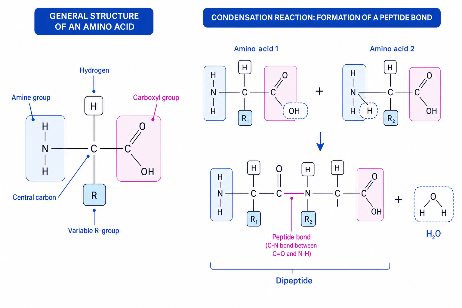 General structure of an amino acid and peptide bond formation