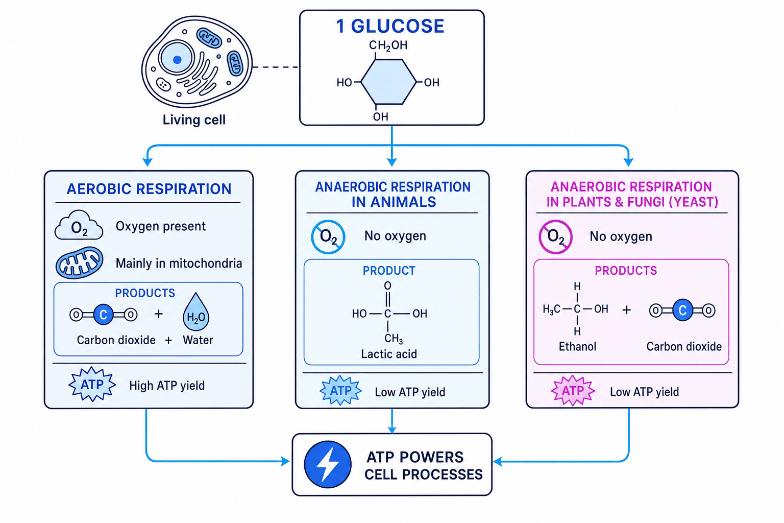 Diagram comparing aerobic respiration, anaerobic respiration in animals, and anaerobic respiration in plants and fungi