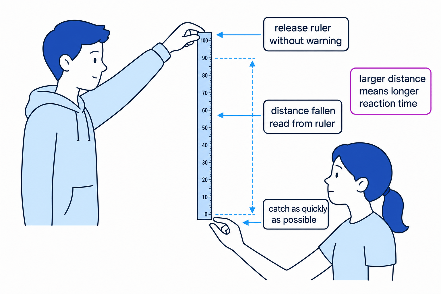 Diagram of the ruler-drop reaction-time experiment showing release, catch, distance fallen and the meaning of a larger distance