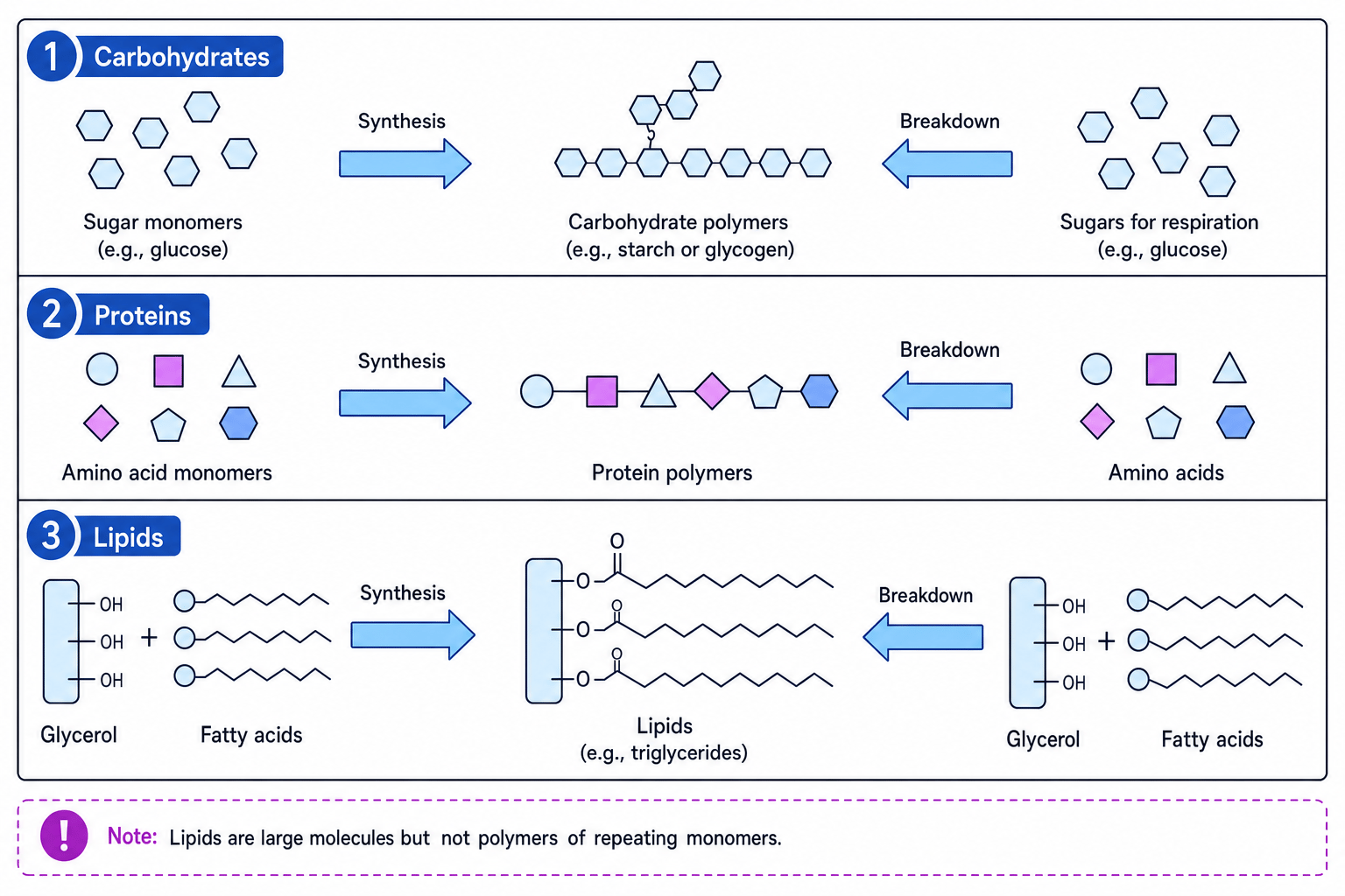 Schematic showing synthesis and breakdown of carbohydrates, proteins and lipids