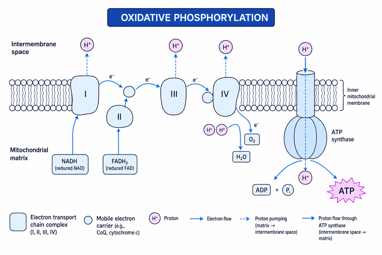 Chemiosmotic ATP synthesis across the inner mitochondrial membrane