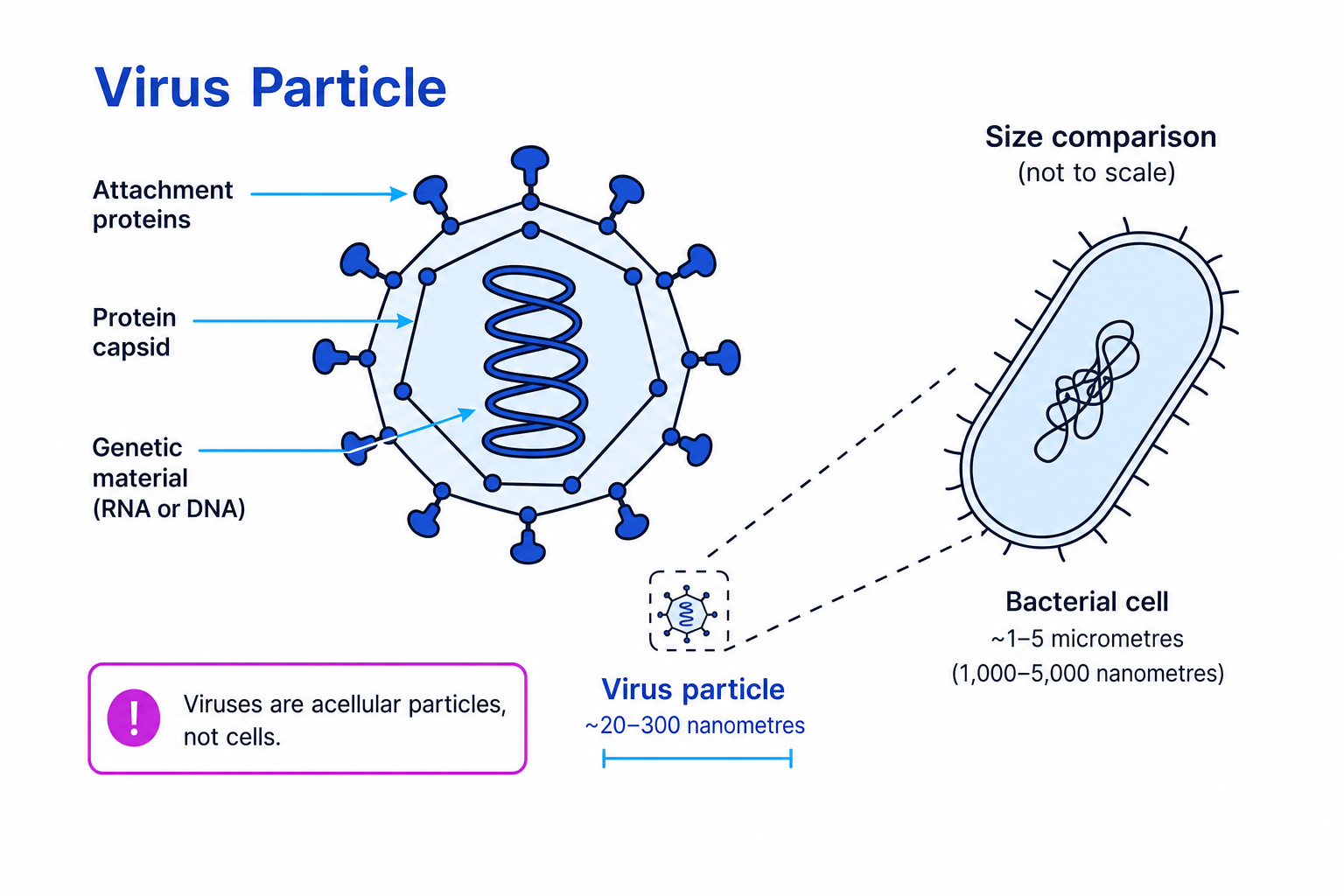 Annotated virus particle showing genetic material, protein capsid and attachment proteins, with size comparison to a bacterial cell
