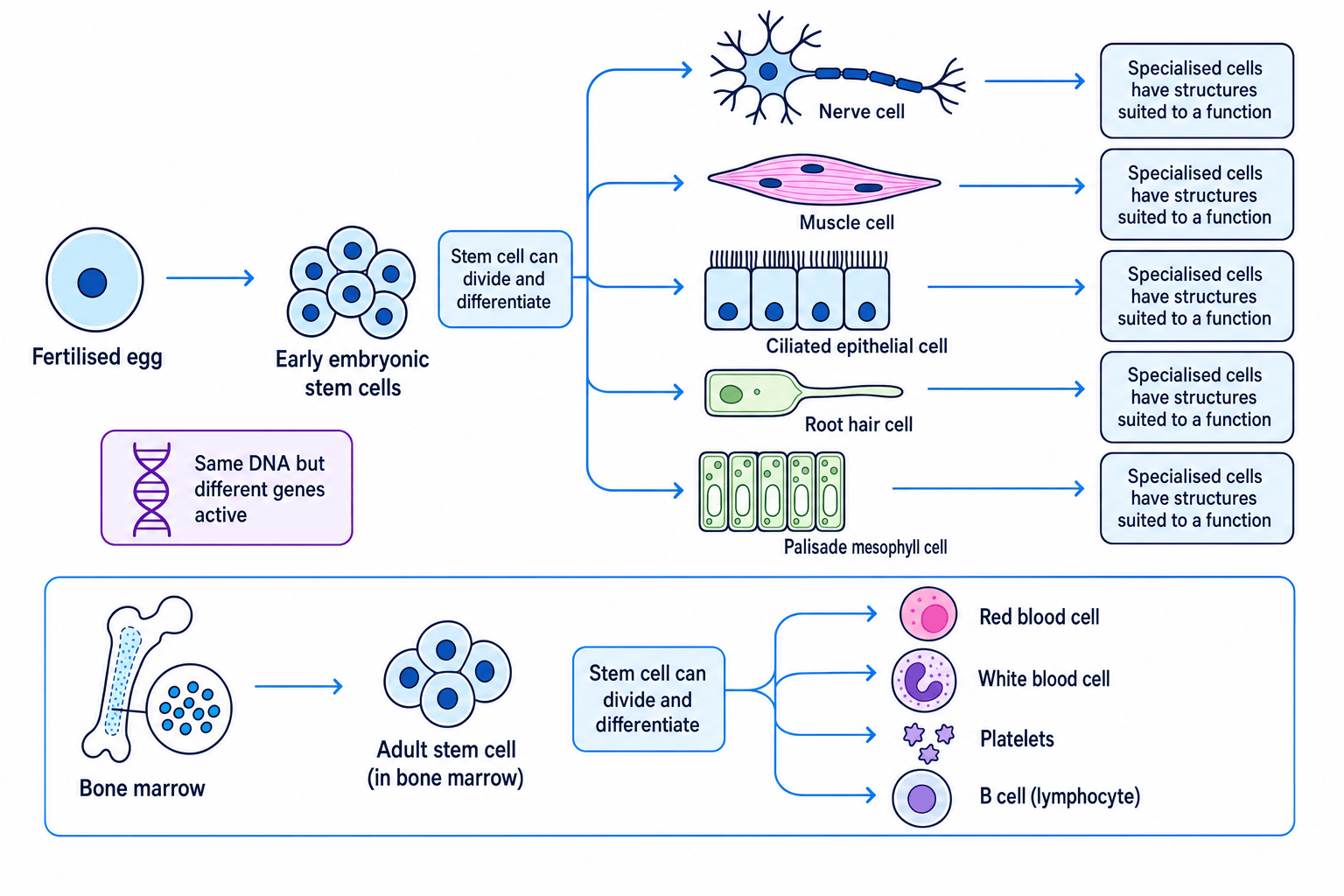 Flow diagram showing stem cells differentiating into specialised cells, including nerve, muscle, ciliated epithelial, root hair and palisade mesophyll cells