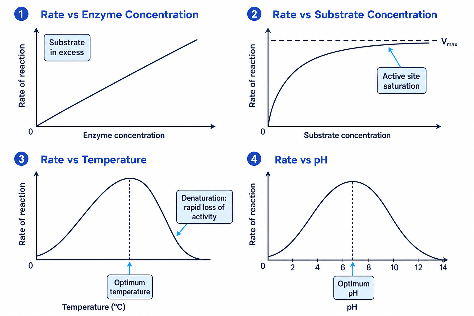 Graphs showing effects of enzyme concentration, substrate concentration, temperature and pH on enzyme reaction rate