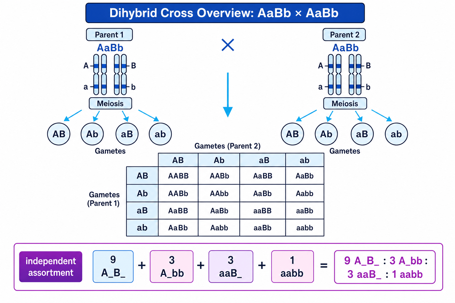 Dihybrid cross showing independent assortment, gametes and a 4 by 4 Punnett square