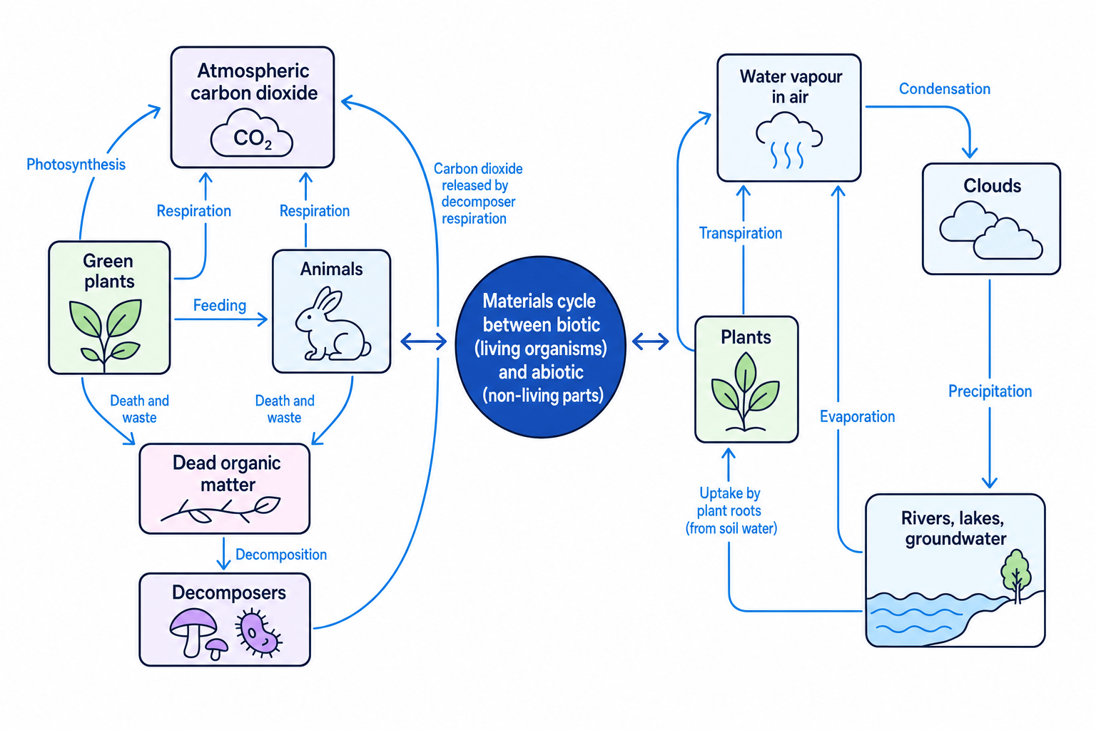 Diagram of carbon and water cycling between living organisms and non-living parts of an ecosystem