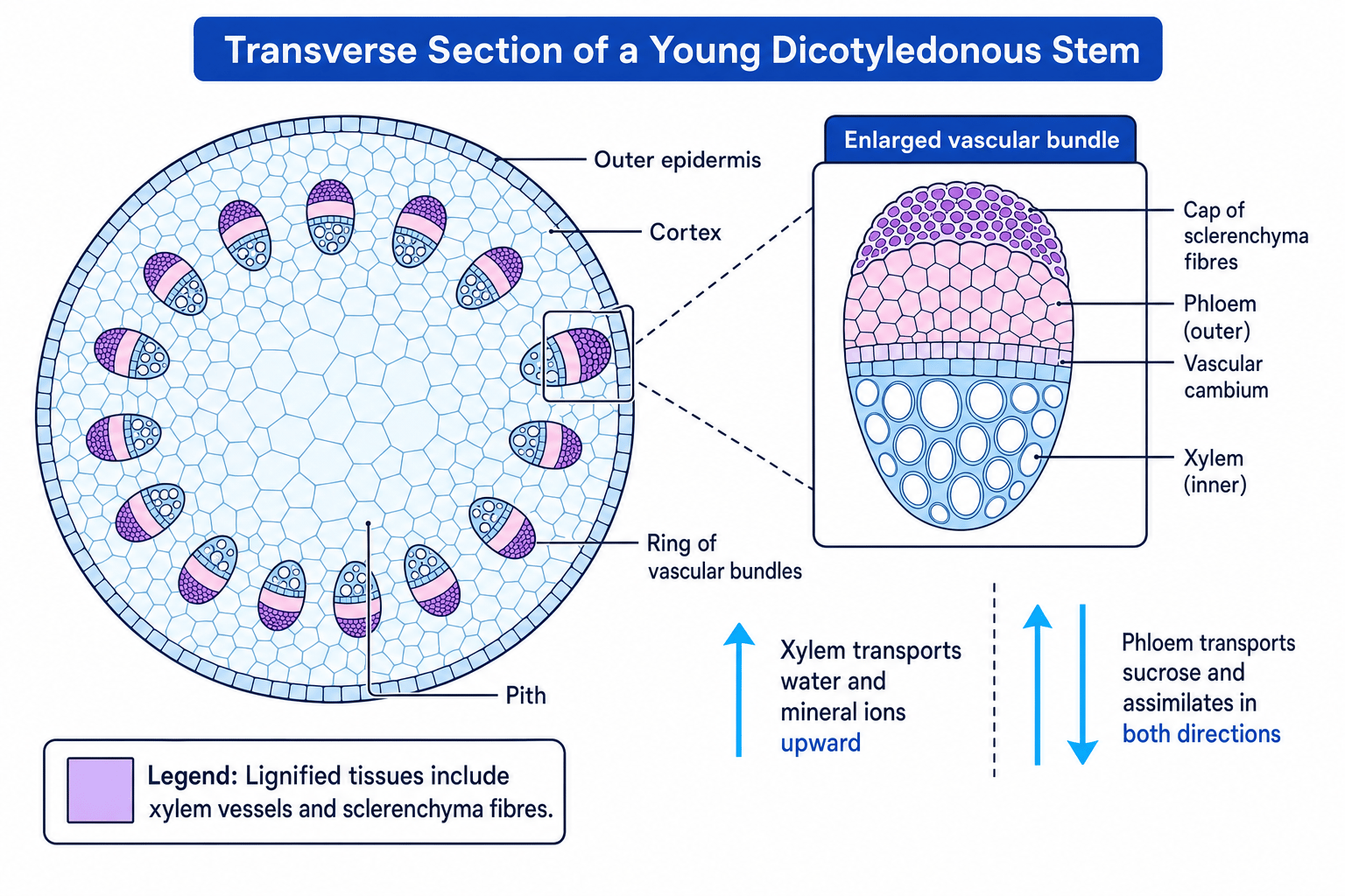 Labelled transverse section of a young dicotyledonous stem showing epidermis, cortex, pith, vascular bundles, xylem, phloem, cambium and sclerenchyma fibres