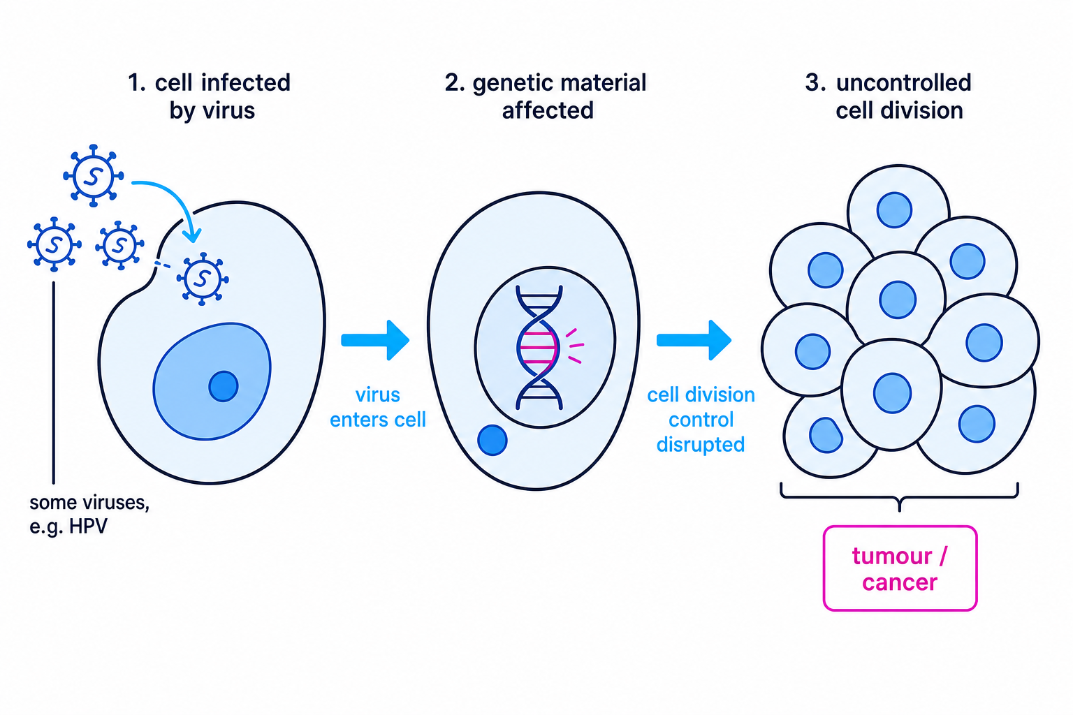 A simplified sequence showing how some viruses can contribute to cancer by affecting cell genetic material and cell division.