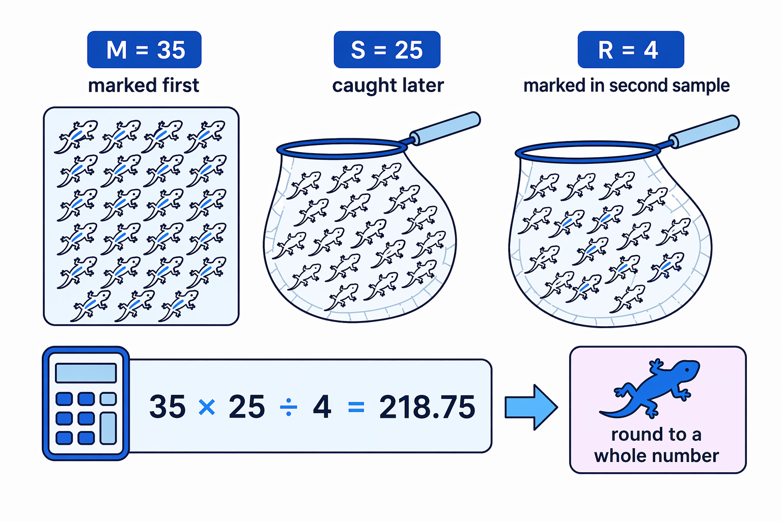 The estimate may be a decimal from the formula, but the final population should be rounded to a whole lizard.