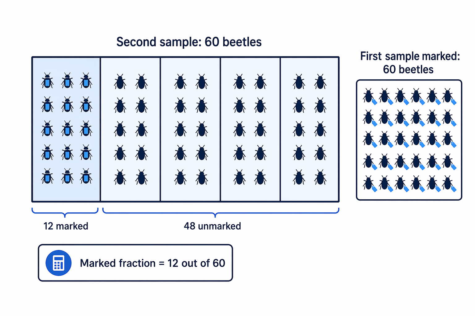 If 12 out of 60 beetles in the second sample are marked, the marked fraction is one fifth.