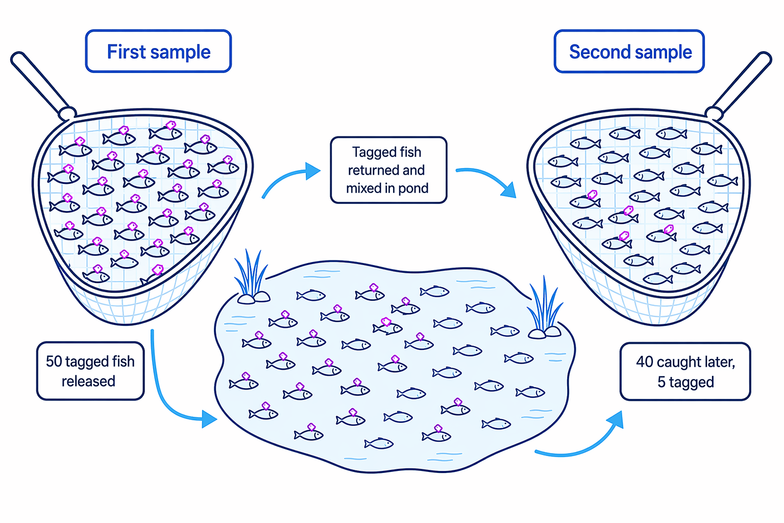 The three key numbers are the first marked sample, the second sample, and the marked fish found again.
