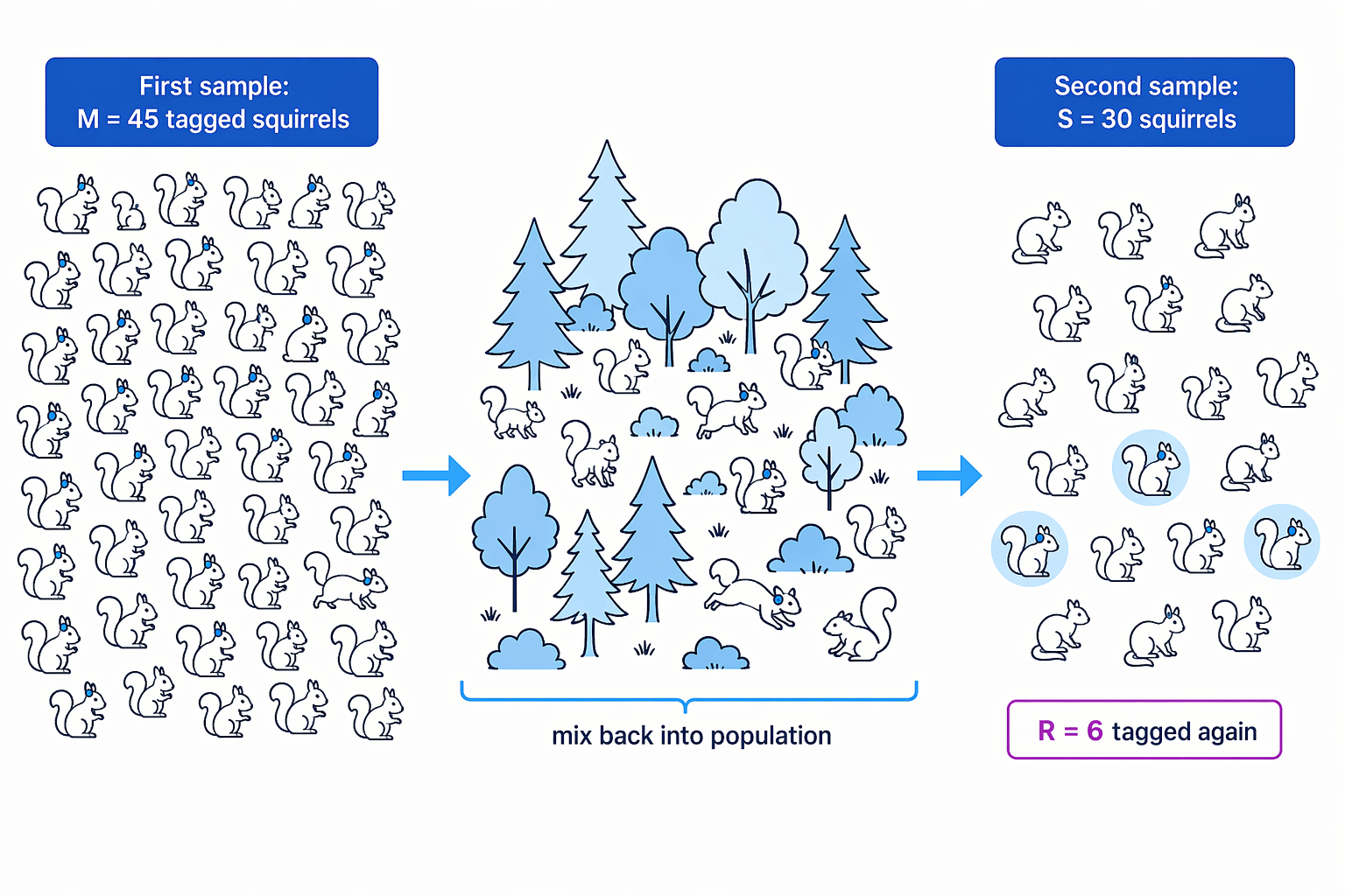 Capture recapture still works when the first and second sample sizes are different.