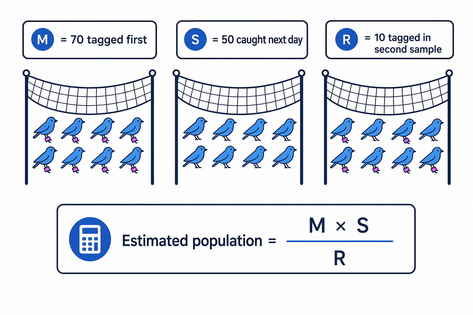 The formula uses M = 70, S = 50, and R = 10, with the recaptured tagged birds as the denominator.