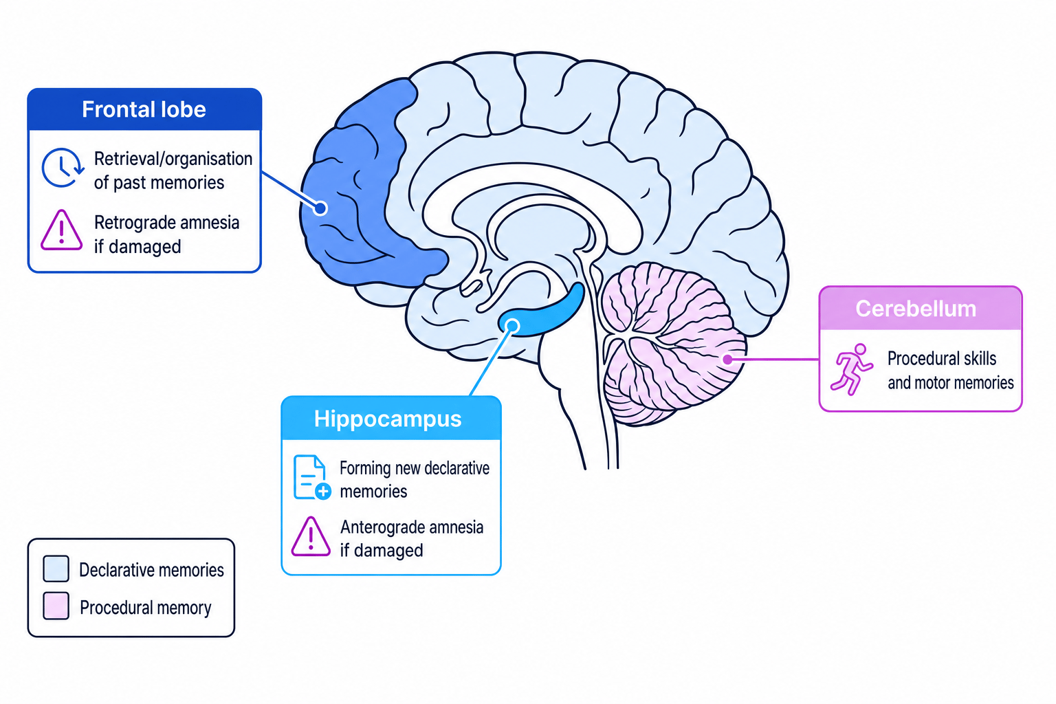 Brain diagram showing hippocampus, frontal lobe and cerebellum memory functions