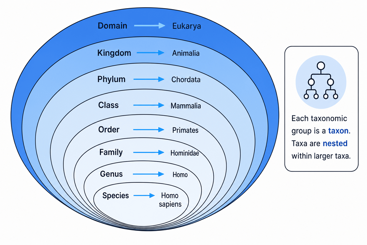 Nested taxonomic hierarchy from domain to species using Homo sapiens as an example