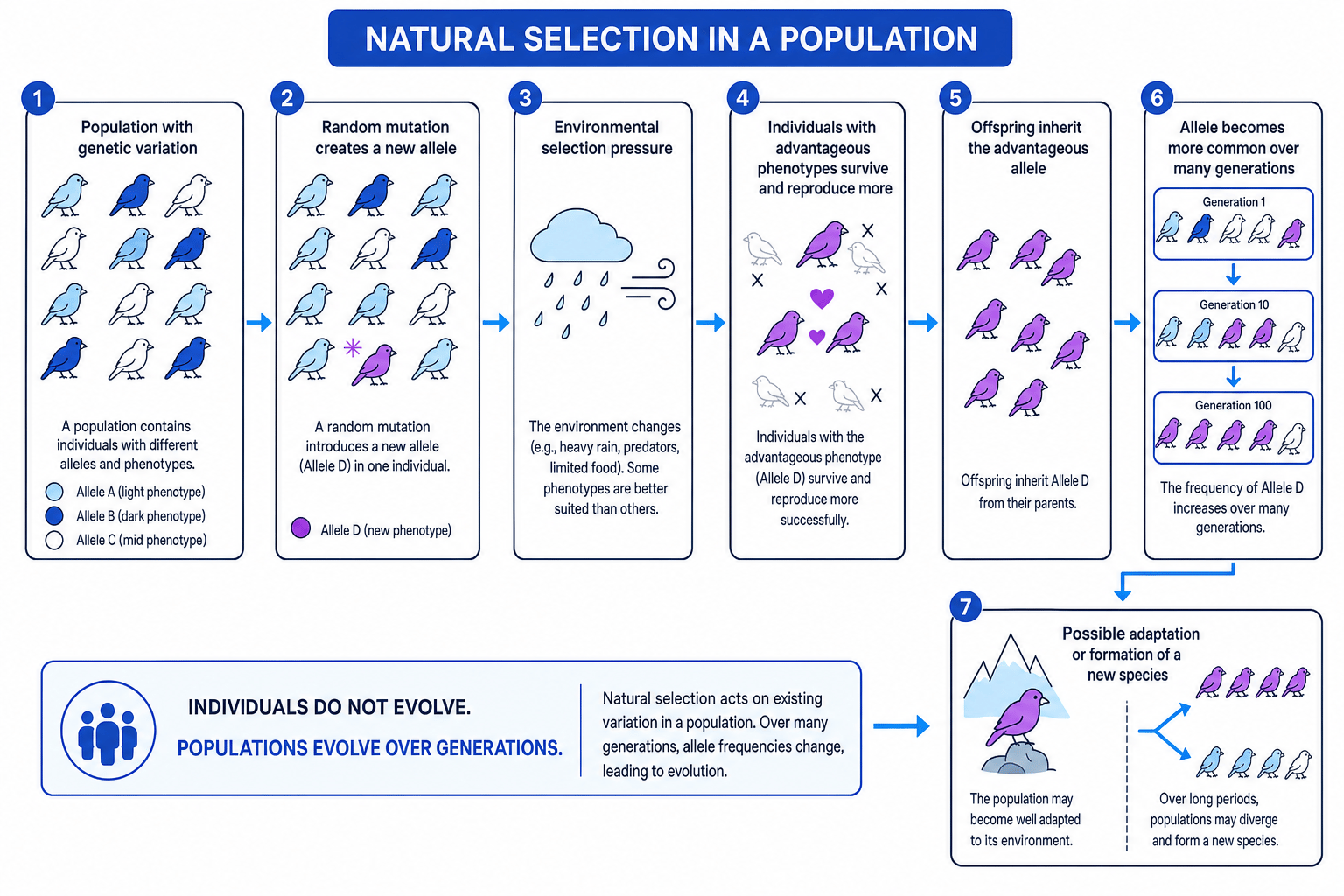 Flow diagram showing natural selection in a population