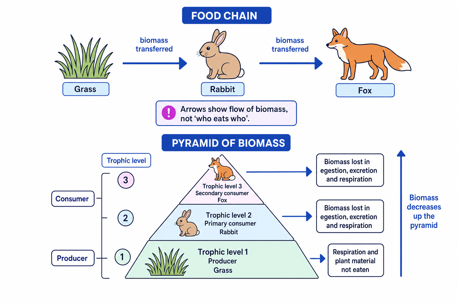 Food chain and pyramid of biomass for grass, rabbit and fox, showing biomass transfer and losses