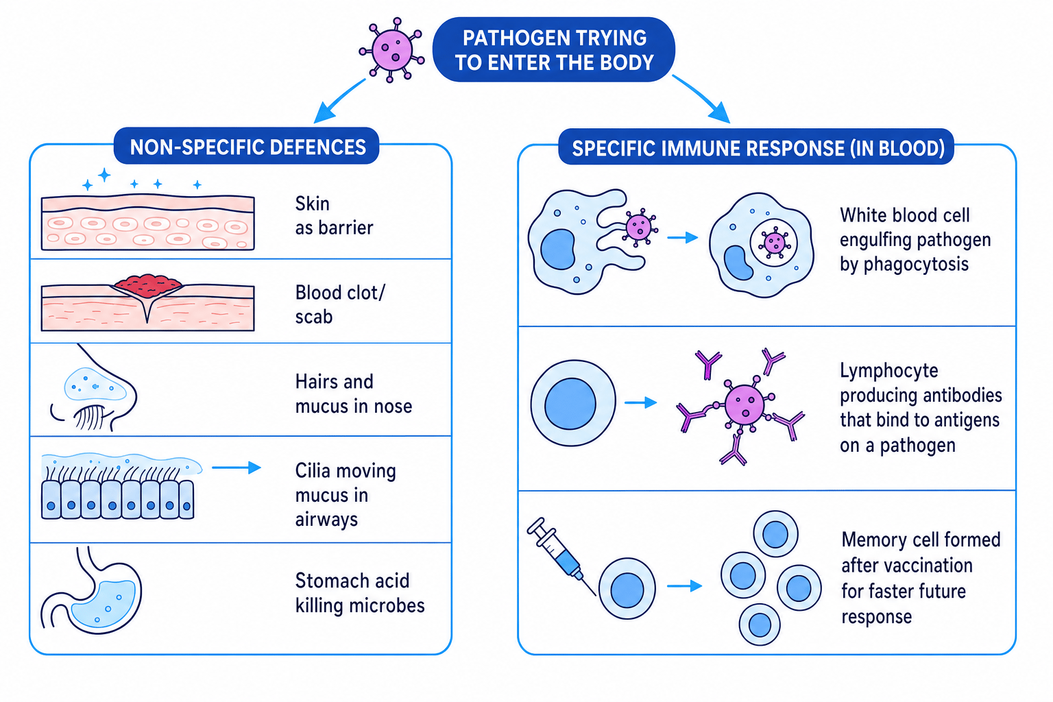 Diagram of non-specific defences and immune response