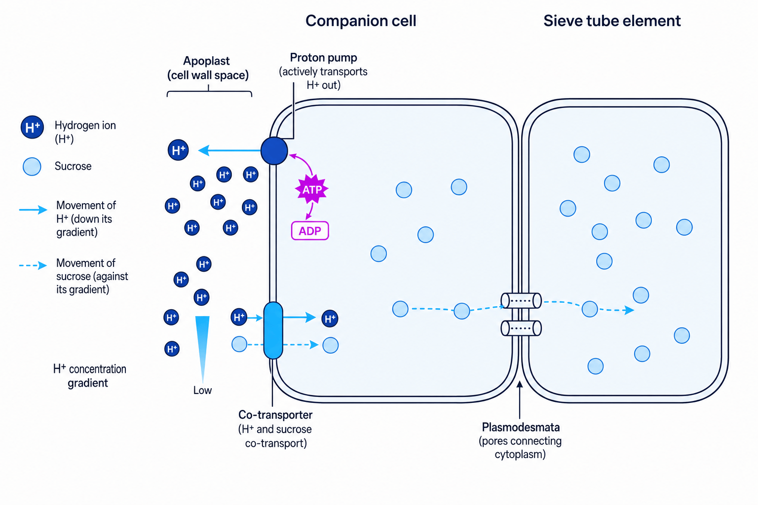 Phloem active loading mechanism