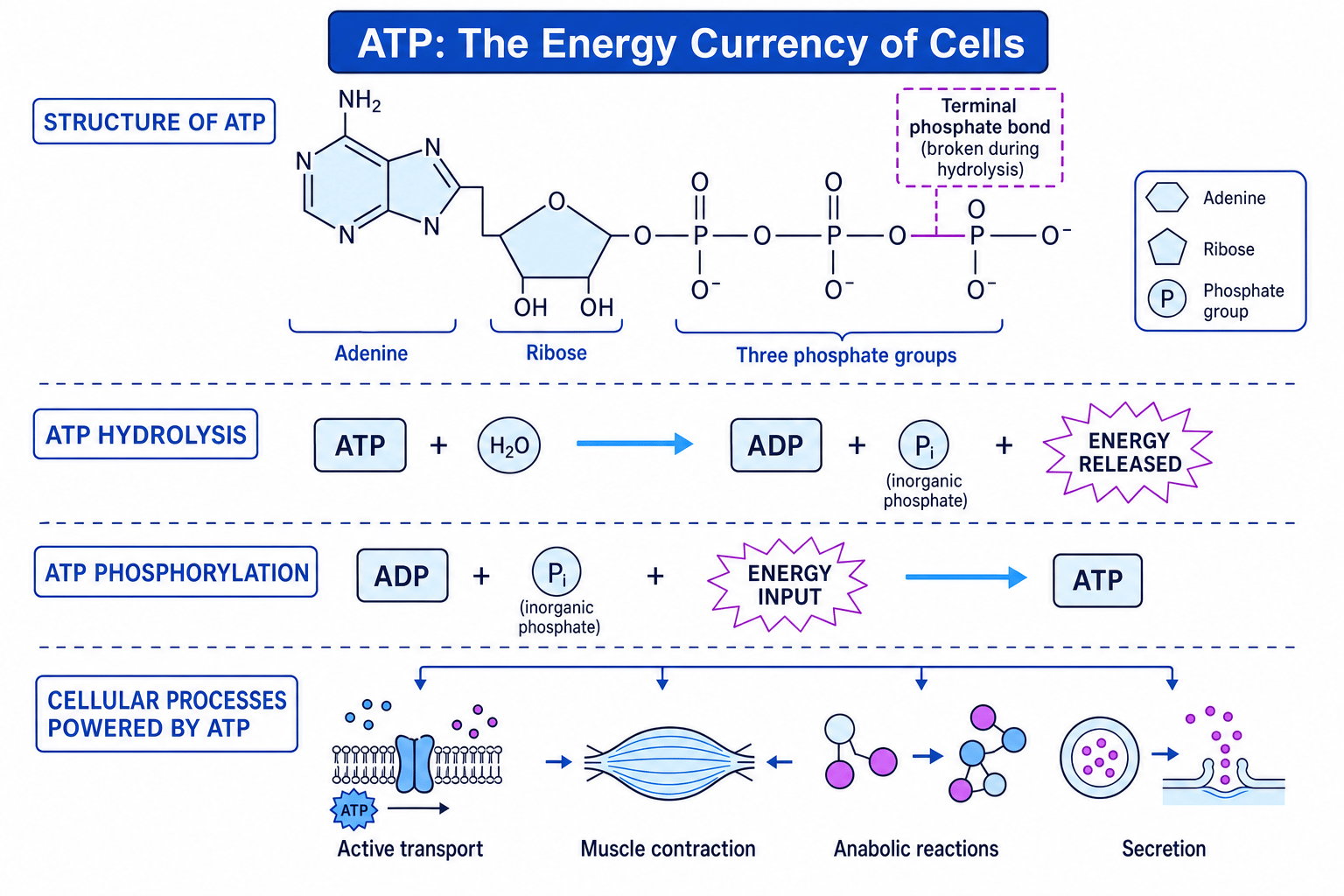 Diagram showing ATP structure, hydrolysis to ADP and phosphate, regeneration of ATP, and cellular processes powered by ATP
