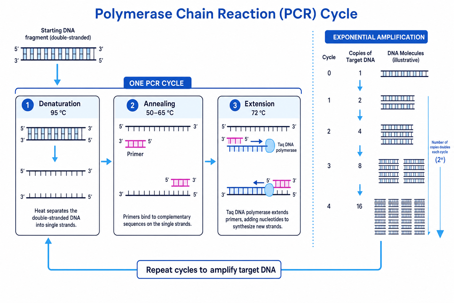 PCR cycle showing denaturation, primer annealing, extension and exponential amplification