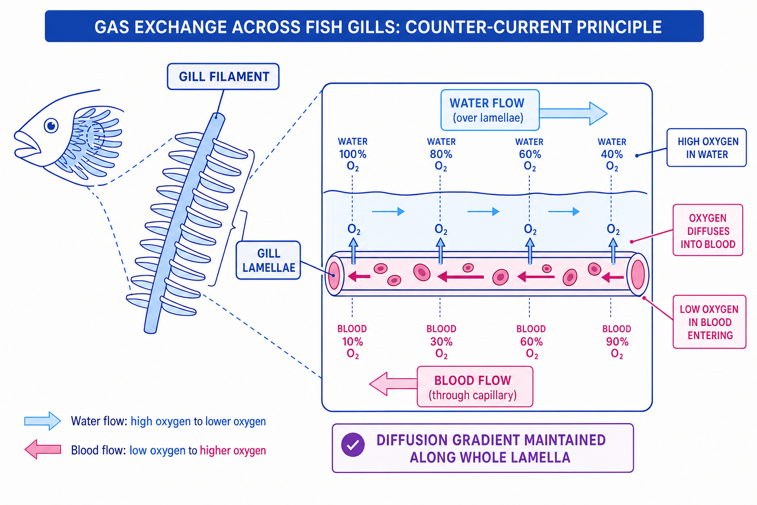 Counter-current gas exchange across fish gills
